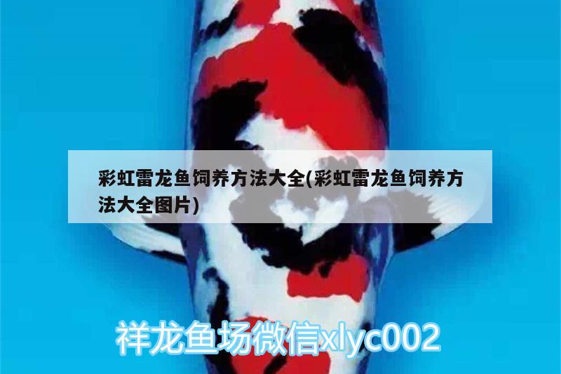 魚缸工具魚：魚缸工具魚蝦 廣州水族批發(fā)市場 第3張