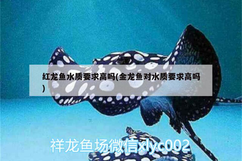 自貢觀賞魚市場武漢加油