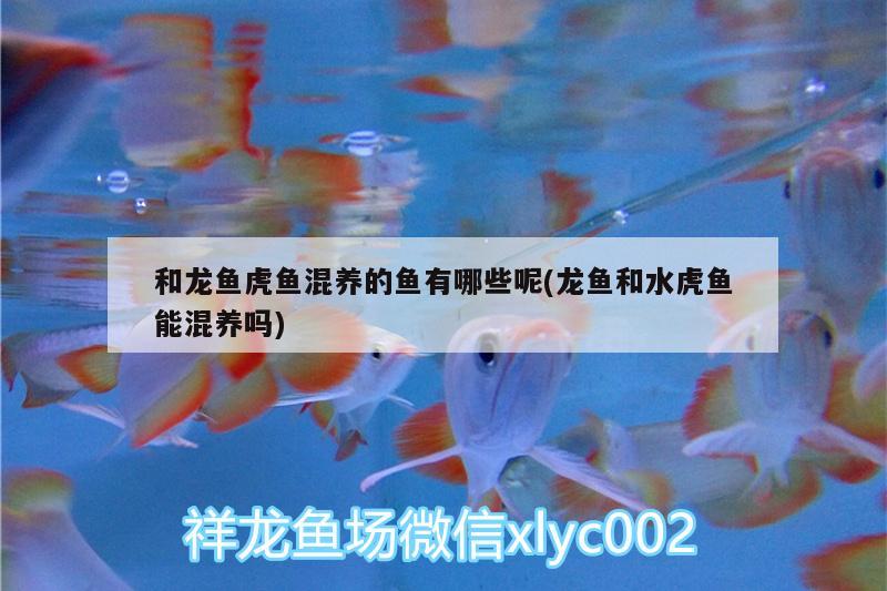 和龍魚虎魚混養(yǎng)的魚有哪些呢(龍魚和水虎魚能混養(yǎng)嗎)