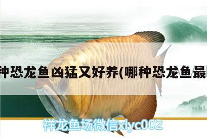 那種恐龍魚兇猛又好養(yǎng)(哪種恐龍魚最兇) 泰龐海鰱魚