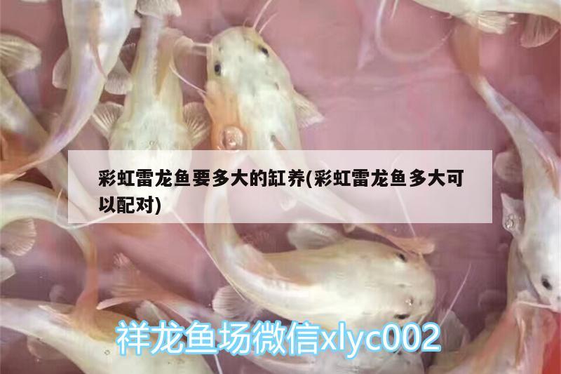 彩虹雷龍魚要多大的缸養(yǎng)(彩虹雷龍魚多大可以配對)