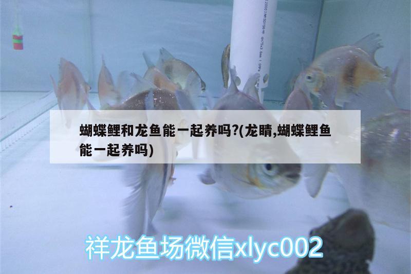 蝴蝶鯉和龍魚能一起養(yǎng)嗎?(龍睛,蝴蝶鯉魚能一起養(yǎng)嗎) 蝴蝶鯉