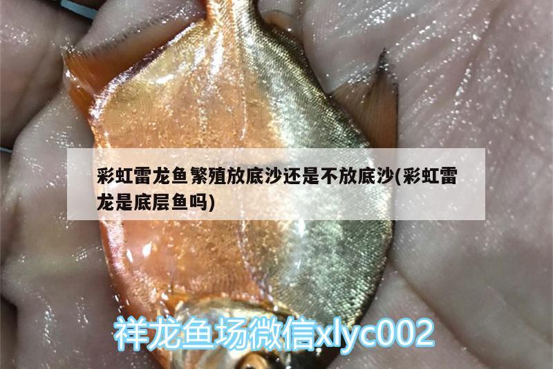 如何制作魚缸造景沉木圖片（如何制作魚缸造景沉木圖片大全）