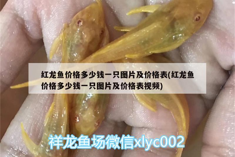 紅龍魚價格多少錢一只圖片及價格表(紅龍魚價格多少錢一只圖片及價格表視頻)