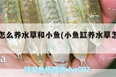 魚缸怎么養(yǎng)水草和小魚(小魚缸養(yǎng)水草怎么養(yǎng)) 水草