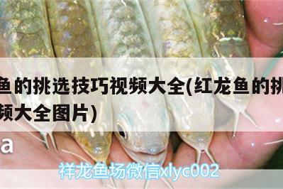 紅龍魚的挑選技巧視頻大全(紅龍魚的挑選技巧視頻大全圖片) 白子銀龍魚苗