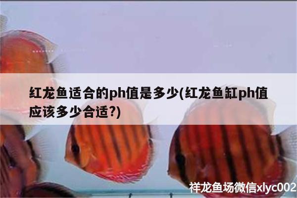 紅龍魚適合的ph值是多少(紅龍魚缸ph值應(yīng)該多少合適?)