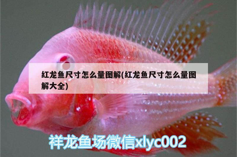 紅龍魚尺寸怎么量圖解(紅龍魚尺寸怎么量圖解大全) 粗線銀版魚