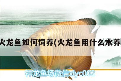 火龍魚如何飼養(yǎng)(火龍魚用什么水養(yǎng))