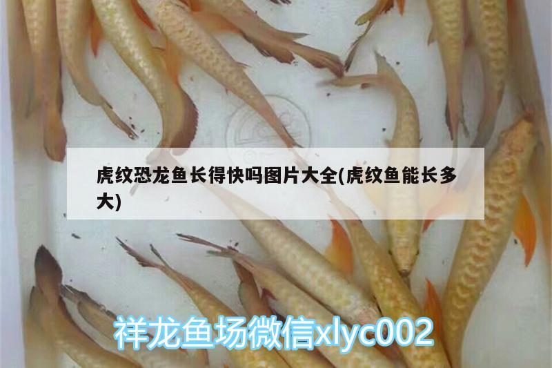 虎紋恐龍魚長得快嗎圖片大全(虎紋魚能長多大)