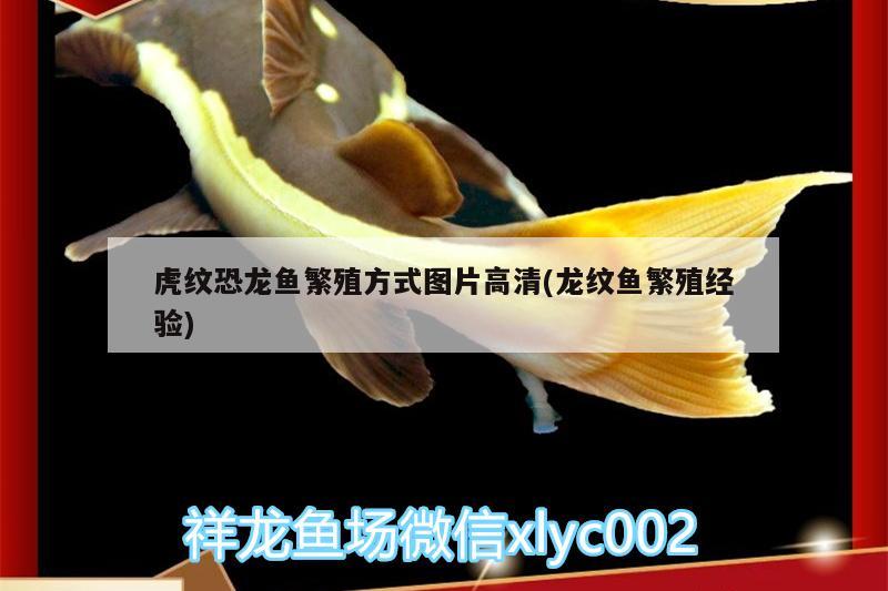 龍魚為何跳缸了怎么辦：龍魚為何跳缸了怎么辦視頻 觀賞魚市場(chǎng) 第2張