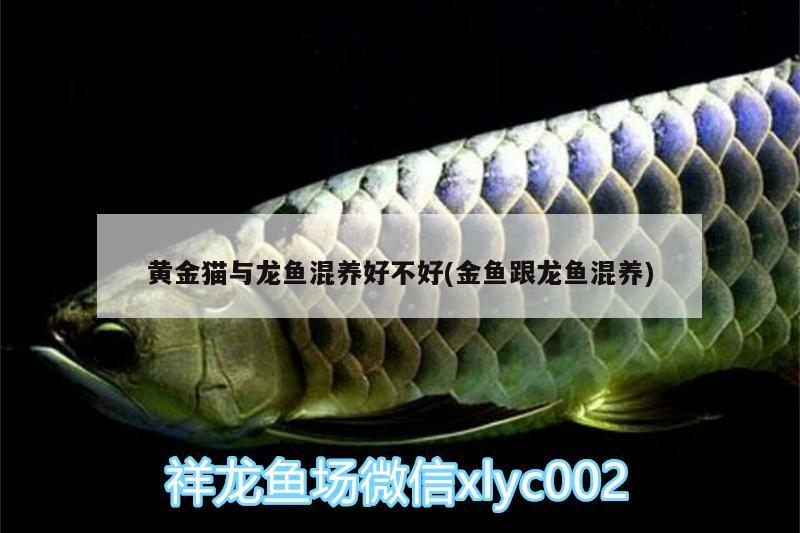 黃金貓與龍魚(yú)混養(yǎng)好不好(金魚(yú)跟龍魚(yú)混養(yǎng)) 黃金貓魚(yú)百科