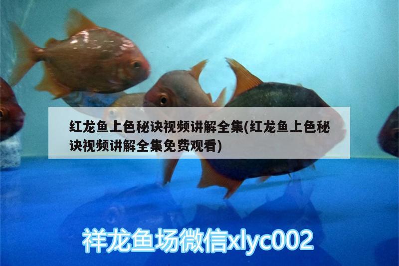 襄樊水族批發(fā)市場(chǎng)在哪里（襄樊水族批發(fā)市場(chǎng)在哪里有）