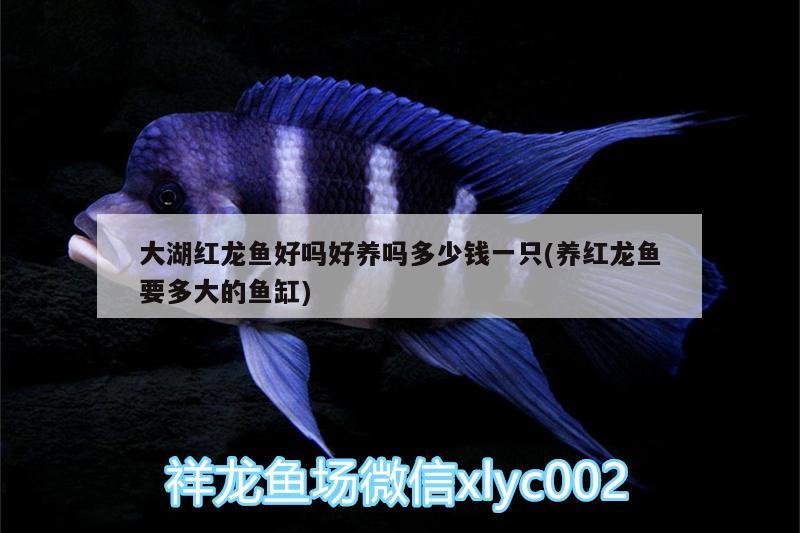 大湖紅龍魚(yú)好嗎好養(yǎng)嗎多少錢(qián)一只(養(yǎng)紅龍魚(yú)要多大的魚(yú)缸) 大湖紅龍魚(yú)