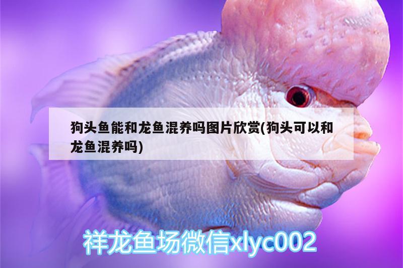 狗頭魚能和龍魚混養(yǎng)嗎圖片欣賞(狗頭可以和龍魚混養(yǎng)嗎)