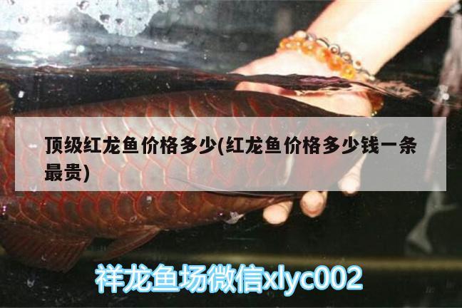 頂級紅龍魚價格多少(紅龍魚價格多少錢一條最貴) 泰國虎魚