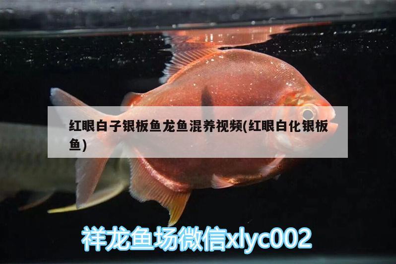 紅眼白子銀板魚(yú)龍魚(yú)混養(yǎng)視頻(紅眼白化銀板魚(yú)) 夢(mèng)幻雷龍魚(yú)