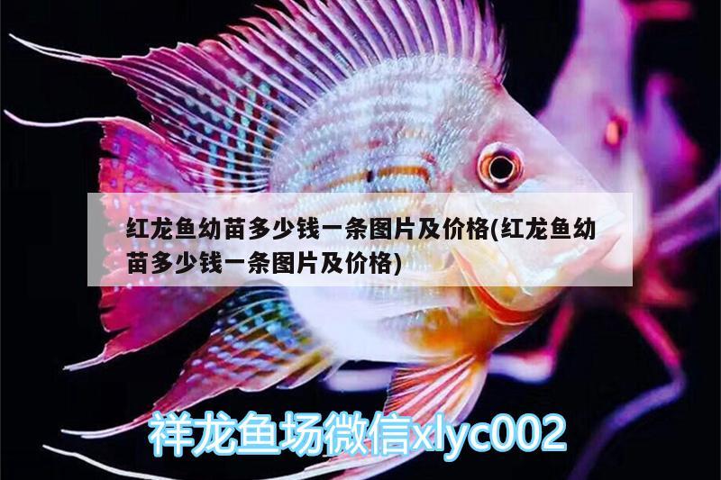 紅龍魚幼苗多少錢一條圖片及價格(紅龍魚幼苗多少錢一條圖片及價格) 七紋巨鯉魚