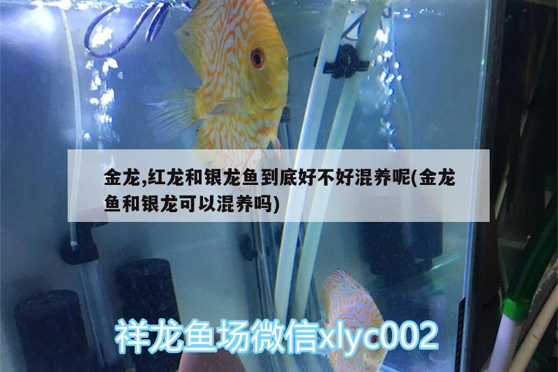 給羅漢吃復合維生素是什么樣的哪有？