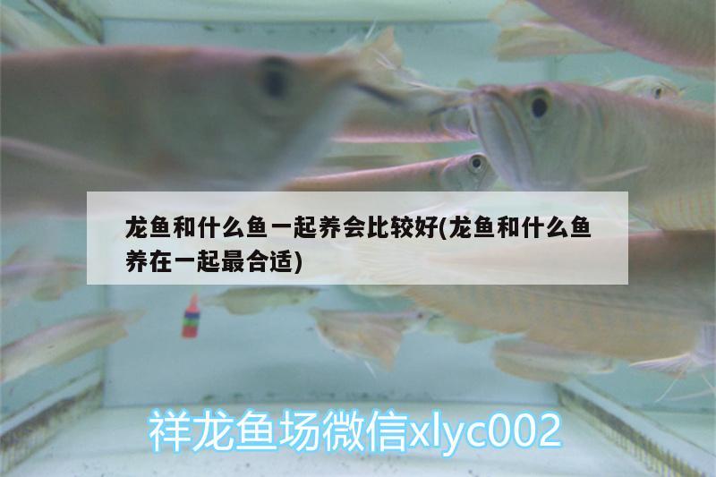 龍魚和什么魚一起養(yǎng)會比較好(龍魚和什么魚養(yǎng)在一起最合適)