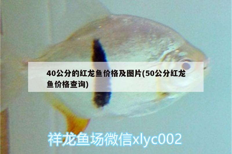 40公分的紅龍魚價格及圖片(50公分紅龍魚價格查詢) 白條過背金龍魚