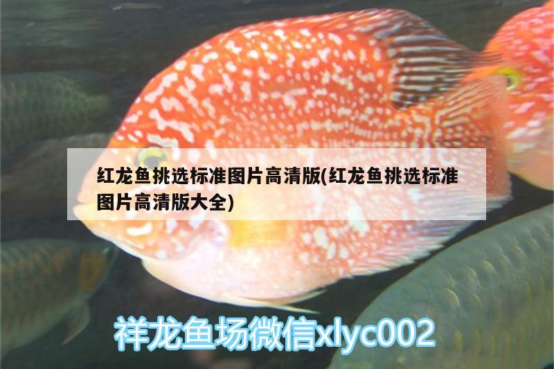 紅龍魚挑選標(biāo)準(zhǔn)圖片高清版(紅龍魚挑選標(biāo)準(zhǔn)圖片高清版大全) 廣州觀賞魚魚苗批發(fā)市場