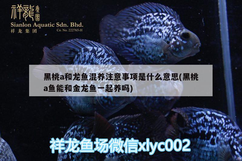 黑桃a和龍魚混養(yǎng)注意事項是什么意思(黑桃a魚能和金龍魚一起養(yǎng)嗎)