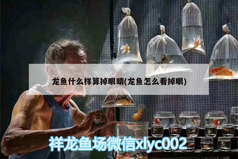 龍魚什么樣算掉眼睛(龍魚怎么看掉眼)