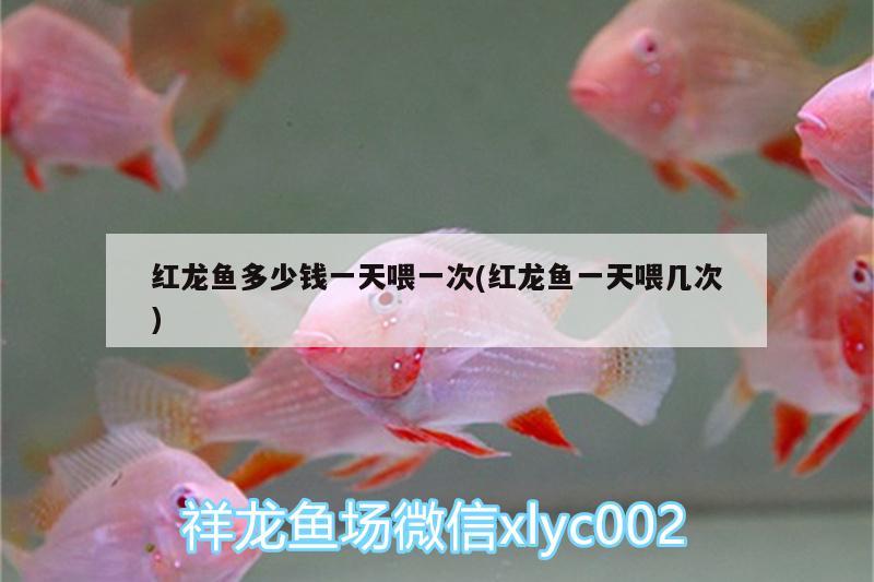 太原龍魚哪家好養(yǎng)活啊：【太原龍魚價格|太原龍魚圖片|太原龍魚轉(zhuǎn)讓】