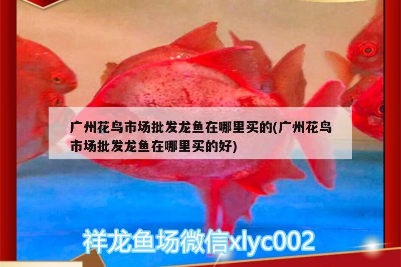 紅龍魚喂小魚好不好養(yǎng)(新手養(yǎng)紅龍魚要注意什么) 印尼虎苗