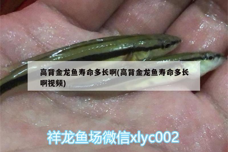 高背金龍魚壽命多長啊(高背金龍魚壽命多長啊視頻)