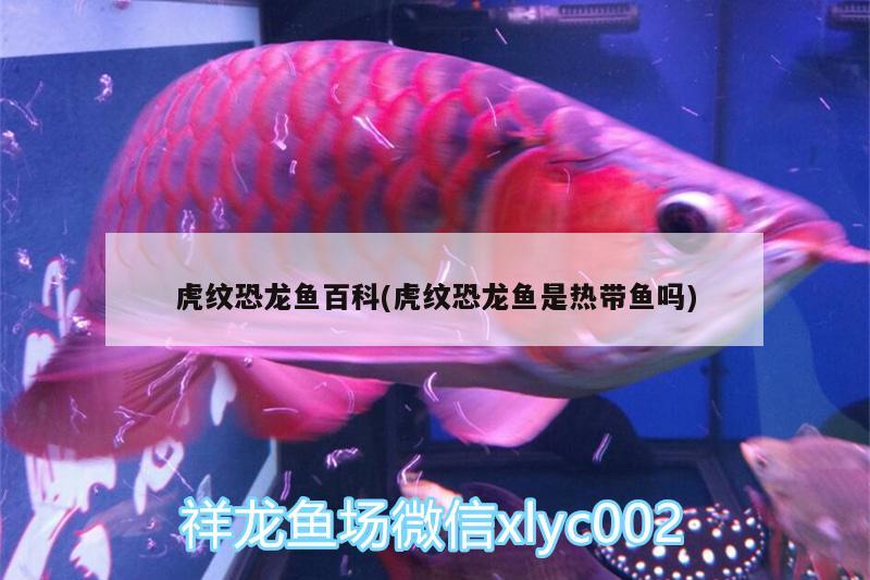 紅龍魚(yú)手機(jī)壁紙大全圖片高清(紅魚(yú)圖片大全大圖手機(jī)壁紙)