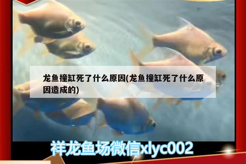 龍魚撞缸死了什么原因(龍魚撞缸死了什么原因造成的) 魚缸百科