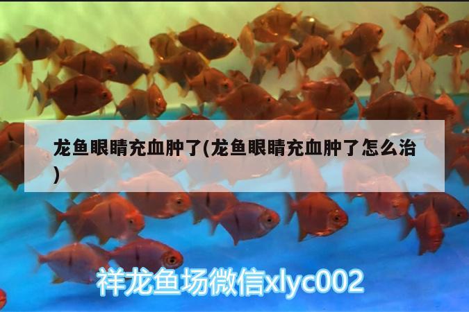 龍魚眼睛充血腫了(龍魚眼睛充血腫了怎么治) 紅白錦鯉魚