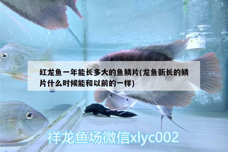 紅龍魚一年能長(zhǎng)多大的魚鱗片(龍魚新長(zhǎng)的鱗片什么時(shí)候能和以前的一樣)