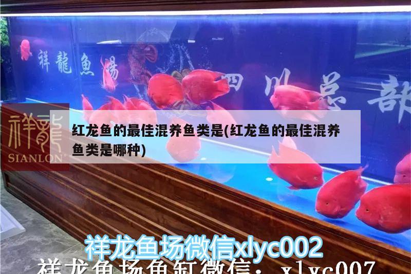 紅龍魚(yú)的最佳混養(yǎng)魚(yú)類(lèi)是(紅龍魚(yú)的最佳混養(yǎng)魚(yú)類(lèi)是哪種) 祥龍進(jìn)口元寶鳳凰魚(yú)