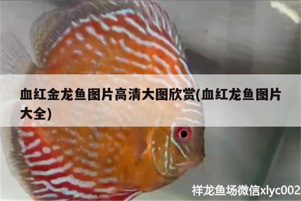 血紅金龍魚(yú)圖片高清大圖欣賞(血紅龍魚(yú)圖片大全) 照明器材