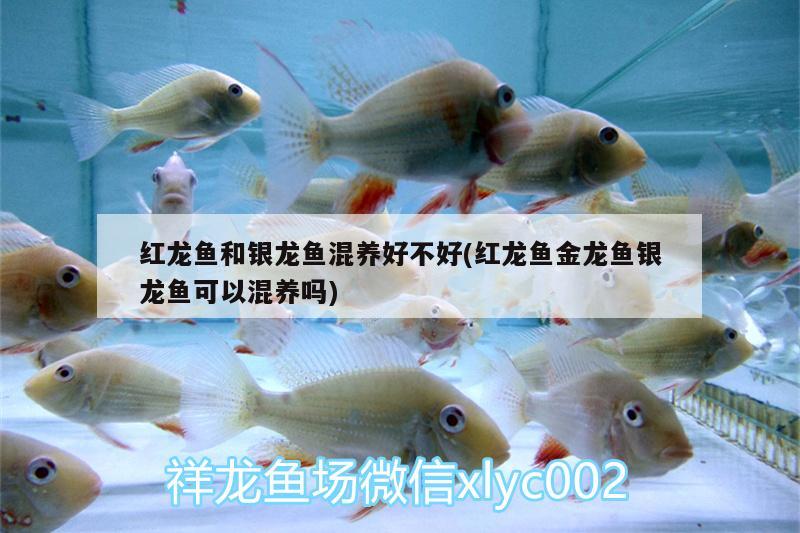 紅龍魚和銀龍魚混養(yǎng)好不好(紅龍魚金龍魚銀龍魚可以混養(yǎng)嗎) 銀龍魚