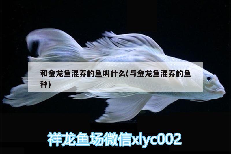 和金龍魚(yú)混養(yǎng)的魚(yú)叫什么(與金龍魚(yú)混養(yǎng)的魚(yú)種) 帝王迷宮魚(yú)