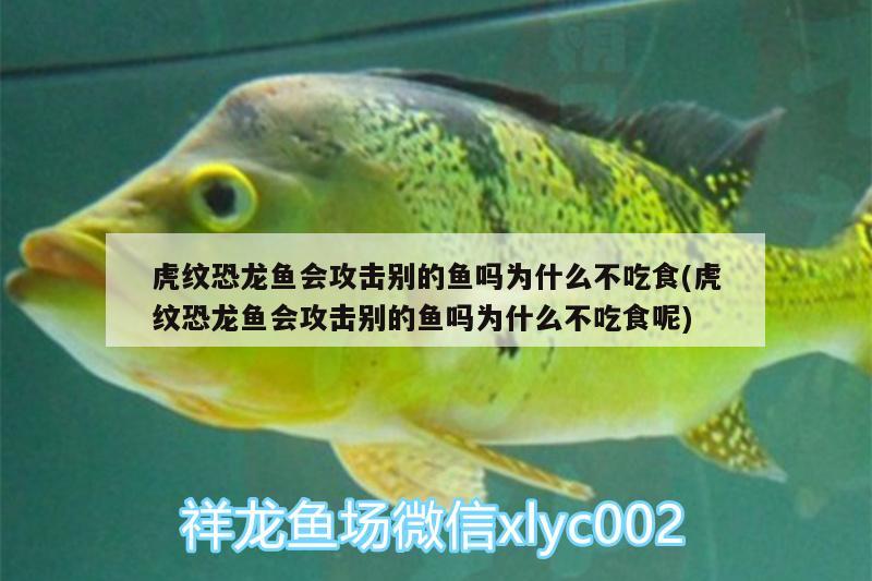 虎紋恐龍魚(yú)會(huì)攻擊別的魚(yú)嗎為什么不吃食(虎紋恐龍魚(yú)會(huì)攻擊別的魚(yú)嗎為什么不吃食呢) 暹羅巨鯉