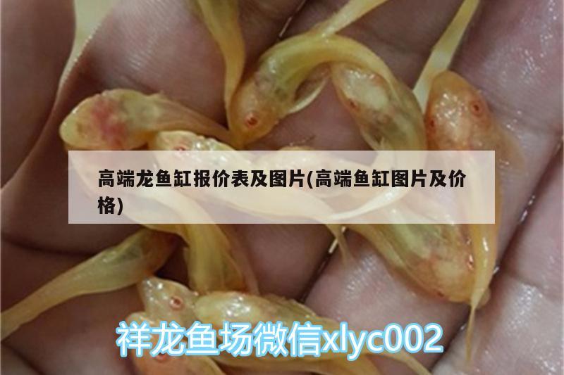 高端龍魚缸報價表及圖片(高端魚缸圖片及價格) 委內(nèi)瑞拉奧里諾三間魚