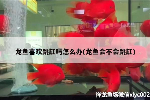 白色的金龍魚叫什么魚名字(白色金龍魚是什么樣子的) 斑馬鴨嘴魚