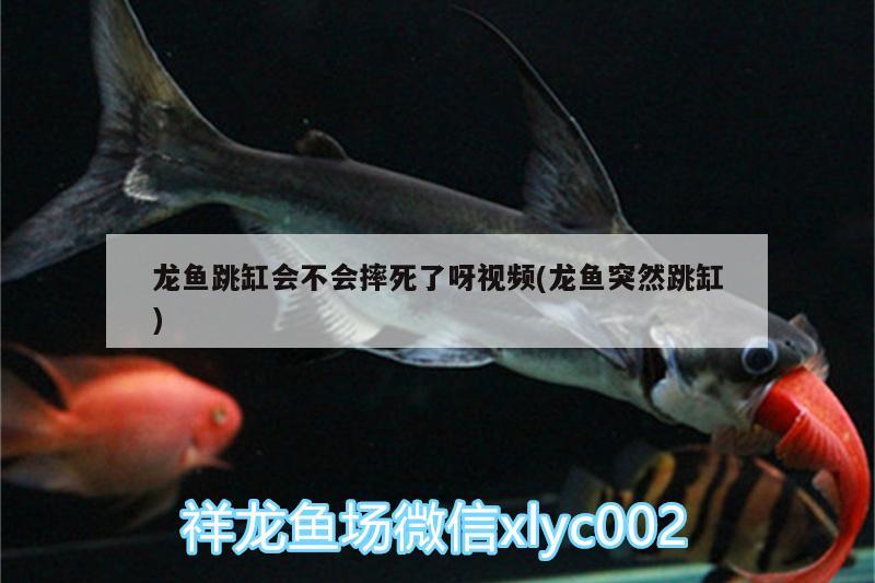 龍魚(yú)跳缸會(huì)不會(huì)摔死了呀視頻(龍魚(yú)突然跳缸)