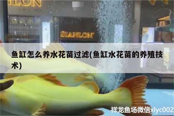 魚缸怎么養(yǎng)水花苗過濾(魚缸水花苗的養(yǎng)殖技術(shù)) 福虎/異型虎魚/純色虎魚