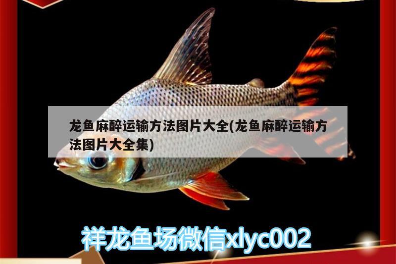 龍魚缸哪個牌子性價比高又好（ 龍魚缸什么品牌好點） 刀魚魚