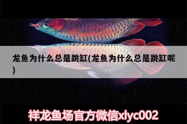 銀龍魚(yú)為什么掉魚(yú)鱗呢（銀龍魚(yú)掉魚(yú)鱗了怎么辦） 銀龍魚(yú) 第2張