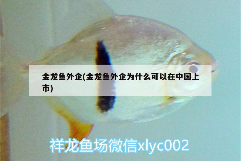 銀龍魚(yú)為什么掉魚(yú)鱗呢（銀龍魚(yú)掉魚(yú)鱗了怎么辦） 銀龍魚(yú) 第1張