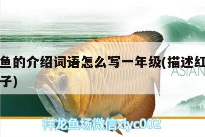 隴南水族批發(fā)市場地址電話（蘭州水族批發(fā)市場） 養(yǎng)魚知識 第1張