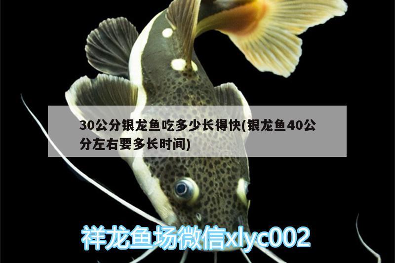 30公分銀龍魚吃多少長得快(銀龍魚40公分左右要多長時間) 銀龍魚