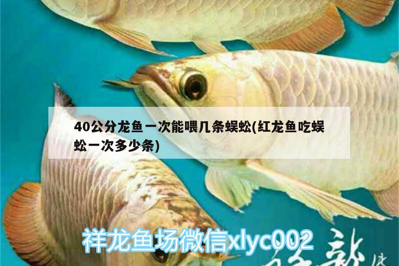 40公分龍魚一次能喂幾條蜈蚣(紅龍魚吃蜈蚣一次多少條) 黃金斑馬魚